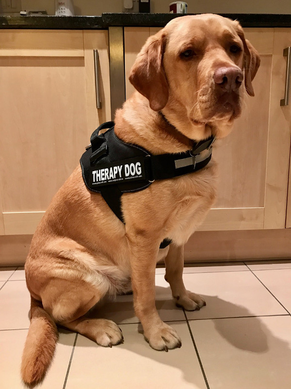 Harley the Therapy Dog's new harness